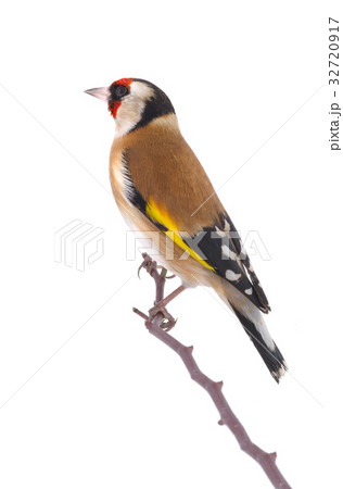 goldfinch goldfinch 32720917