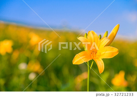 ニッコウキスゲ咲く、夏の霧ヶ峰 32721233