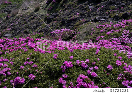 九重 ミヤマキリシマ 九重 ミヤマキリシマ 32721281