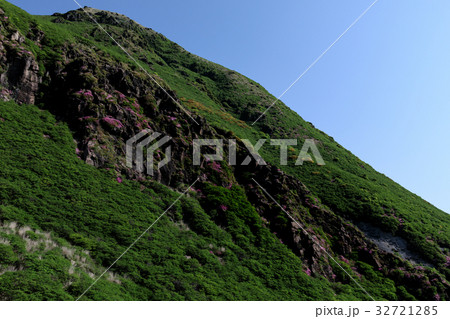 九重 ミヤマキリシマ 九重 ミヤマキリシマ 32721285