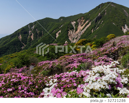 九重 ミヤマキリシマ 九重 ミヤマキリシマ 32721286