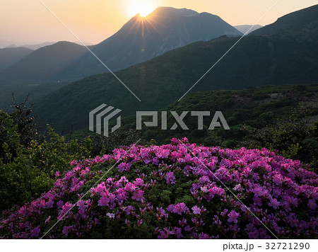 九重　ミヤマキリシマ 32721290