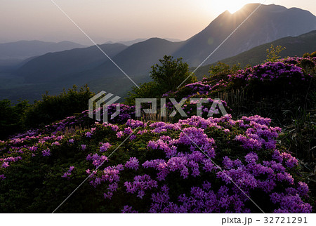 九重　ミヤマキリシマ 32721291