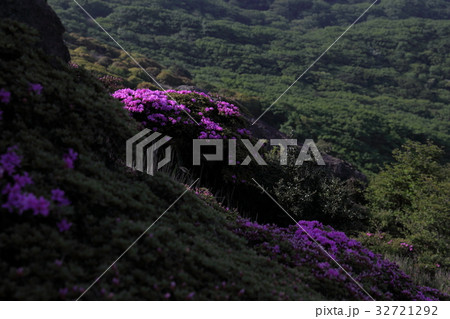 九重 ミヤマキリシマ 九重 ミヤマキリシマ 32721292