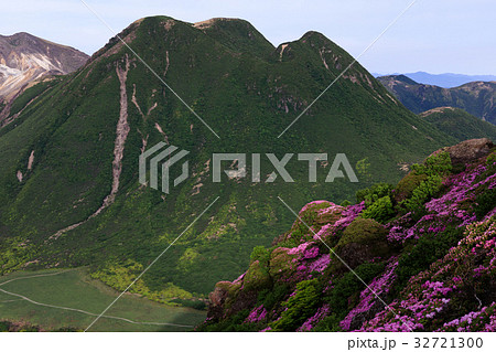 九重　ミヤマキリシマ 32721300