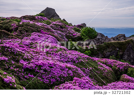 九重　ミヤマキリシマ 32721302
