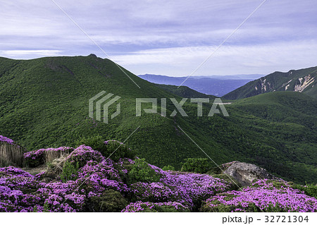 九重 ミヤマキリシマ 九重 ミヤマキリシマ 32721304