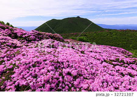 九重 ミヤマキリシマ 九重 ミヤマキリシマ 32721307