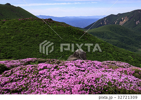 九重 ミヤマキリシマ 九重 ミヤマキリシマ 32721309