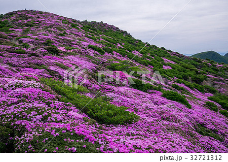 九重 ミヤマキリシマ 九重 ミヤマキリシマ 32721312
