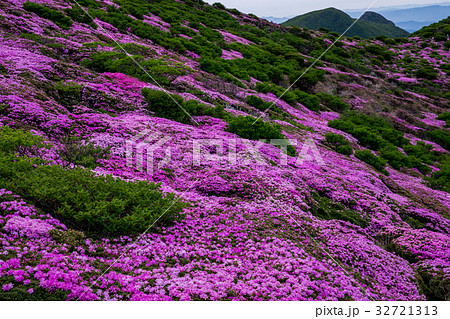 九重 ミヤマキリシマ 九重 ミヤマキリシマ 32721313