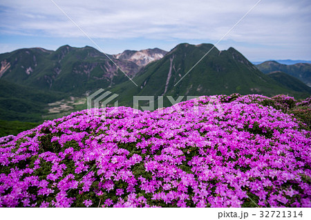 九重　ミヤマキリシマ 32721314