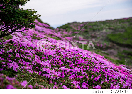 九重 ミヤマキリシマ 九重 ミヤマキリシマ 32721315