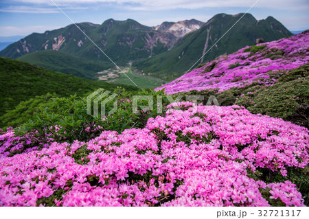 九重 ミヤマキリシマ 九重 ミヤマキリシマ 32721317