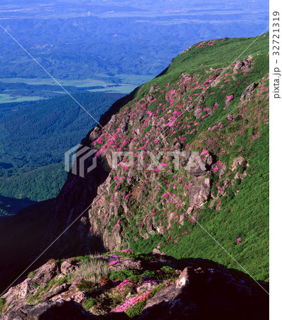 九重 ミヤマキリシマ 九重 ミヤマキリシマ 32721319