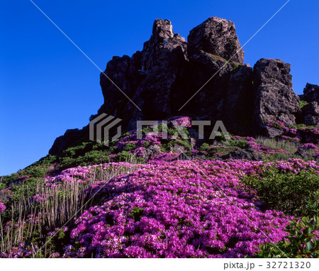 九重 ミヤマキリシマ 九重 ミヤマキリシマ 32721320