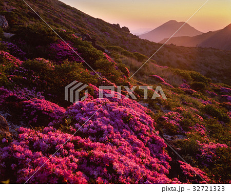 九重 ミヤマキリシマ 九重 ミヤマキリシマ 32721323