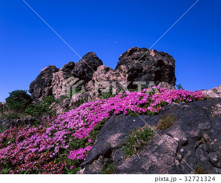 九重　ミヤマキリシマ 32721324