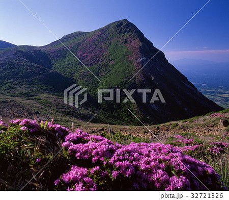 九重 ミヤマキリシマ 九重 ミヤマキリシマ 32721326