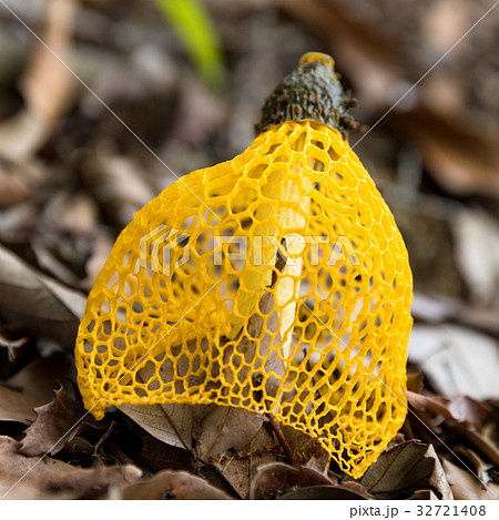 キノコ キヌガサタケ キノコ キヌガサタケ 32721408