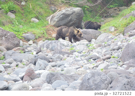 野生のヒグマ 2頭（知床半島／北海道） 32721522