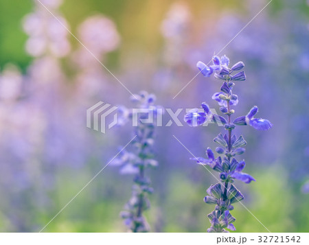 Blue salvia flower. 32721542