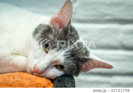Drowsy lonely cat. Drowsy lonely cat. 32721756