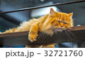 Persian cats sleeping on the mezzanine. 32721760
