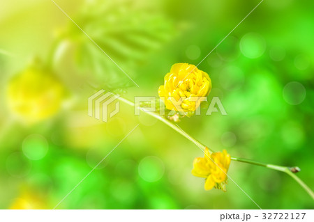Kerria japonica flower blossom Kerria japonica flower blossom 32722127