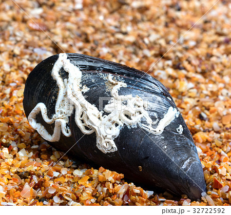 Shells of mussel on sand in sun summer day Shells of mussel on sand in sun summer day 32722592