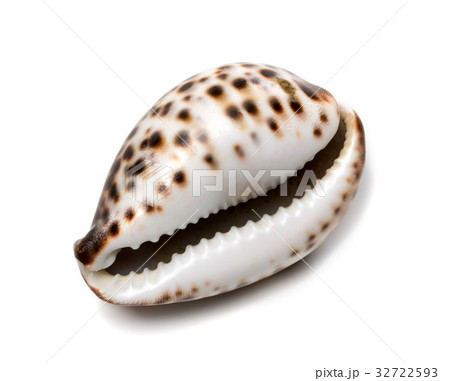 Shell of Cypraea tigris Shell of Cypraea tigris 32722593