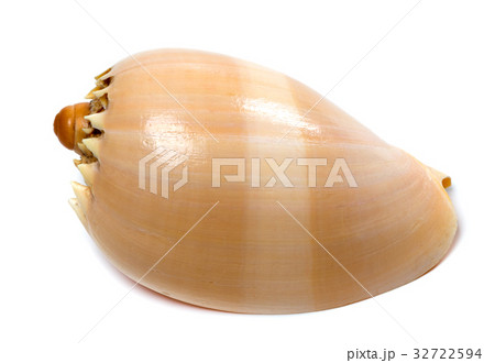 Shell of Cymbiola Shell of Cymbiola 32722594