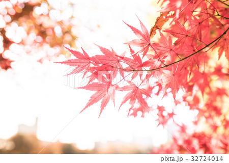 もみじ もみじ 32724014