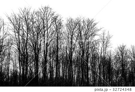 Bare trees isolated on white background Bare trees isolated on white background 32724348