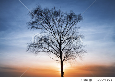 Silhouette of bare tree over colorful cloudy sky 32724353