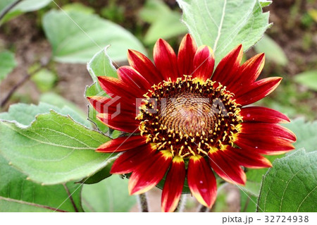 向日葵 32724938