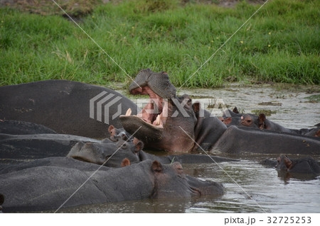 ボツワナ(アフリカ)世界遺産オカバンゴ湿地帯、モレミ動物保護区でまどろむ日中のカバの群 ボツワナ(アフリカ)世界遺産オカバンゴ湿地帯、モレミ動物保護区でまどろむ日中のカバの群 32725253