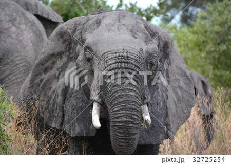 ボツワナ（アフリカ）世界遺産オカバンゴ湿地帯、モレミ動物保護区の子供のゾウ 32725254