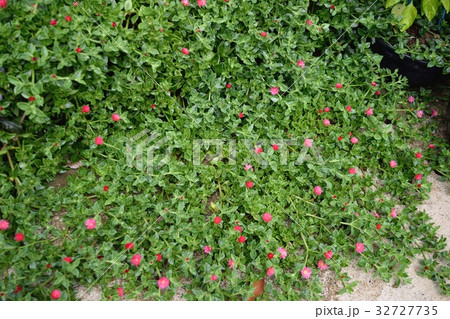 ハナツルソウ（ベビーサンローズ） 32727735