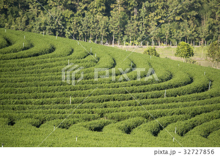 THAILAND CHIANG RAI MAE CHAN TEA PLANTATION 32727856