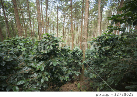 THAILAND CHIANG RAI DOI TUNG COFFEE PLANTATION 32728025