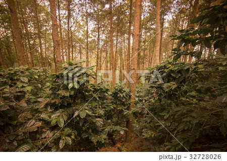 THAILAND CHIANG RAI DOI TUNG COFFEE PLANTATION 32728026