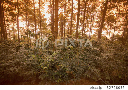 THAILAND CHIANG RAI DOI TUNG COFFEE PLANTATION 32728035