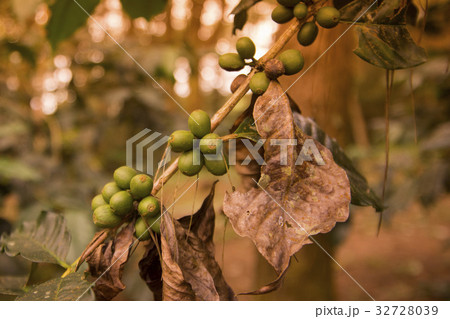 THAILAND CHIANG RAI DOI TUNG COFFEE PLANTATION 32728039