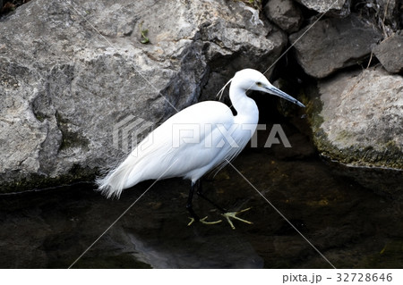 東京都三鷹市の野鳥 仙川浅瀬に立つコサギ 32728646