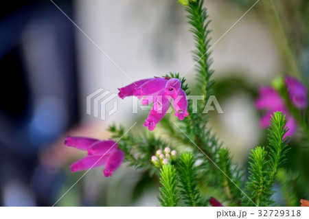 東京都三鷹市の植物 三鷹中原に咲くエリカクリスマスパレード（ ヤツフサエリカ） 32729318