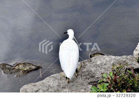 東京都三鷹市の野鳥 三鷹仙川河岸岩場に立つコサギ 32729320