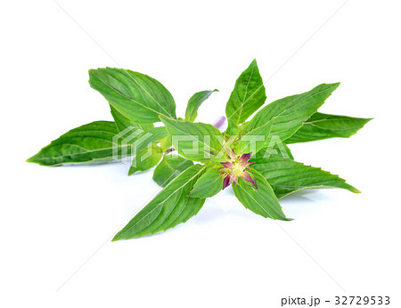 basil leaves isolated on white background basil leaves isolated on white background 32729533