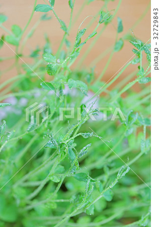 豆苗 豆苗 32729843