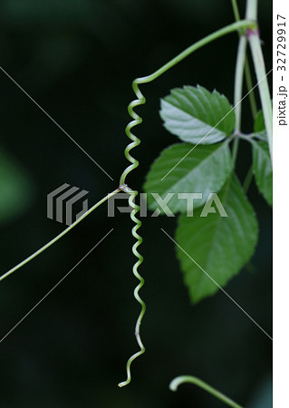 ヤブガラシの蔓 32729917